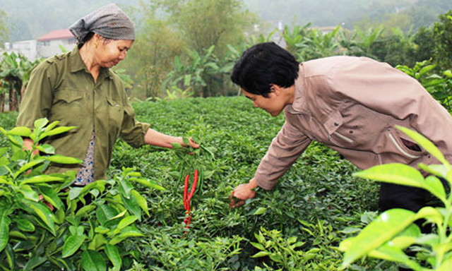 Bắc Ninh- Hiệu quả trong chuyển đổi cơ cấu cây trồng